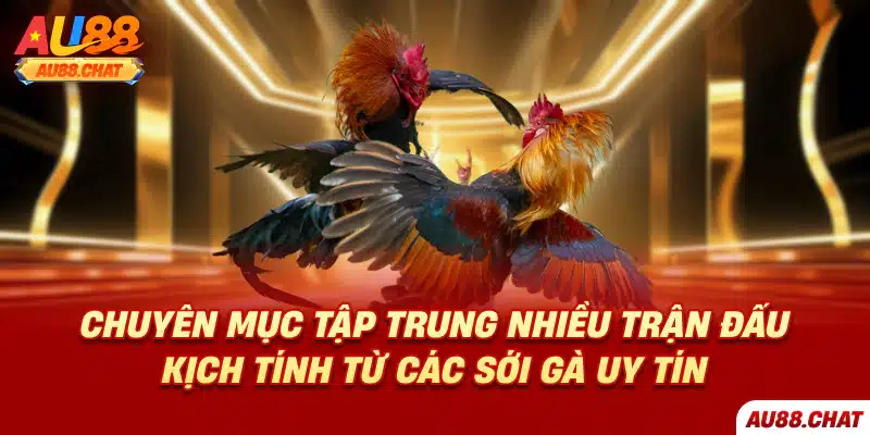 Chuyên mục tập trung nhiều trận đấu kịch tính từ các sới gà uy tín